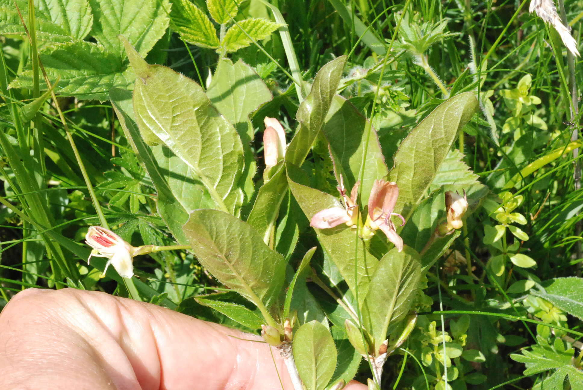 Image of alpine honeysuckle