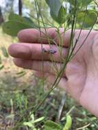 Imagem de Psoralea lupinella Michx.