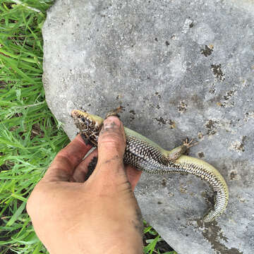 Image of Great Plains skink