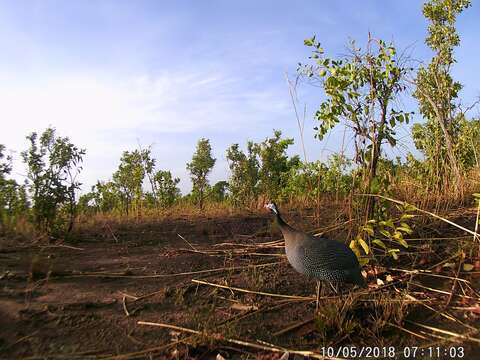 Image of West African Helmeted Guineafowl
