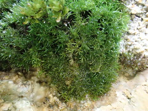 Image of eucladium moss