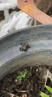Image of Brown Peeping Frog