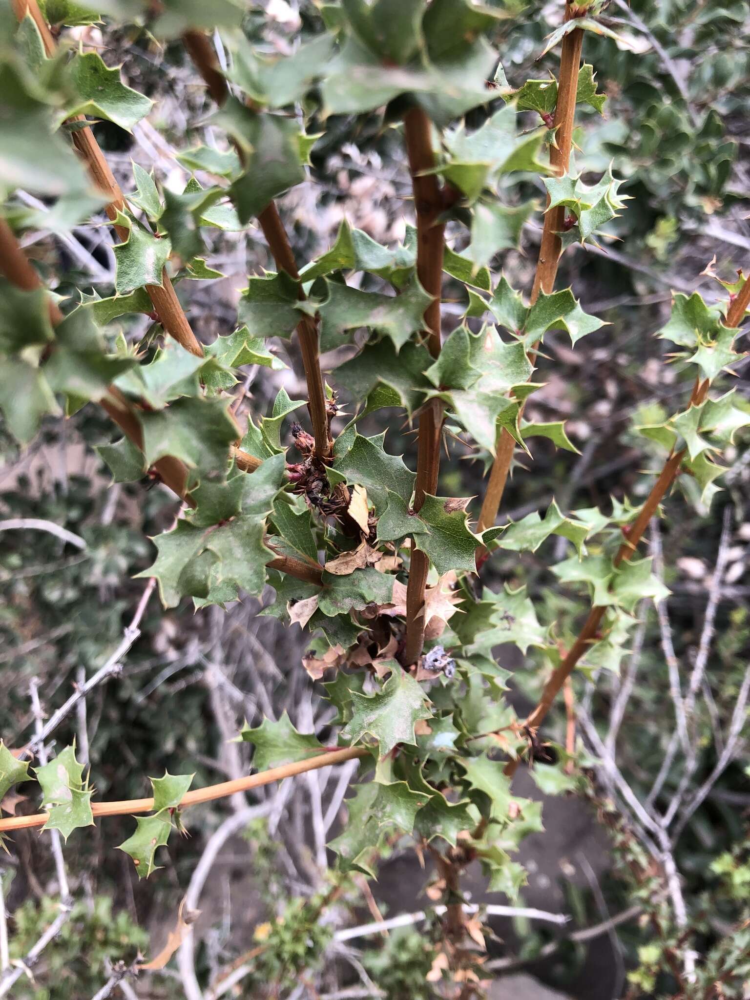 Image of Berberis actinacantha Mart. ex Schult. fil.