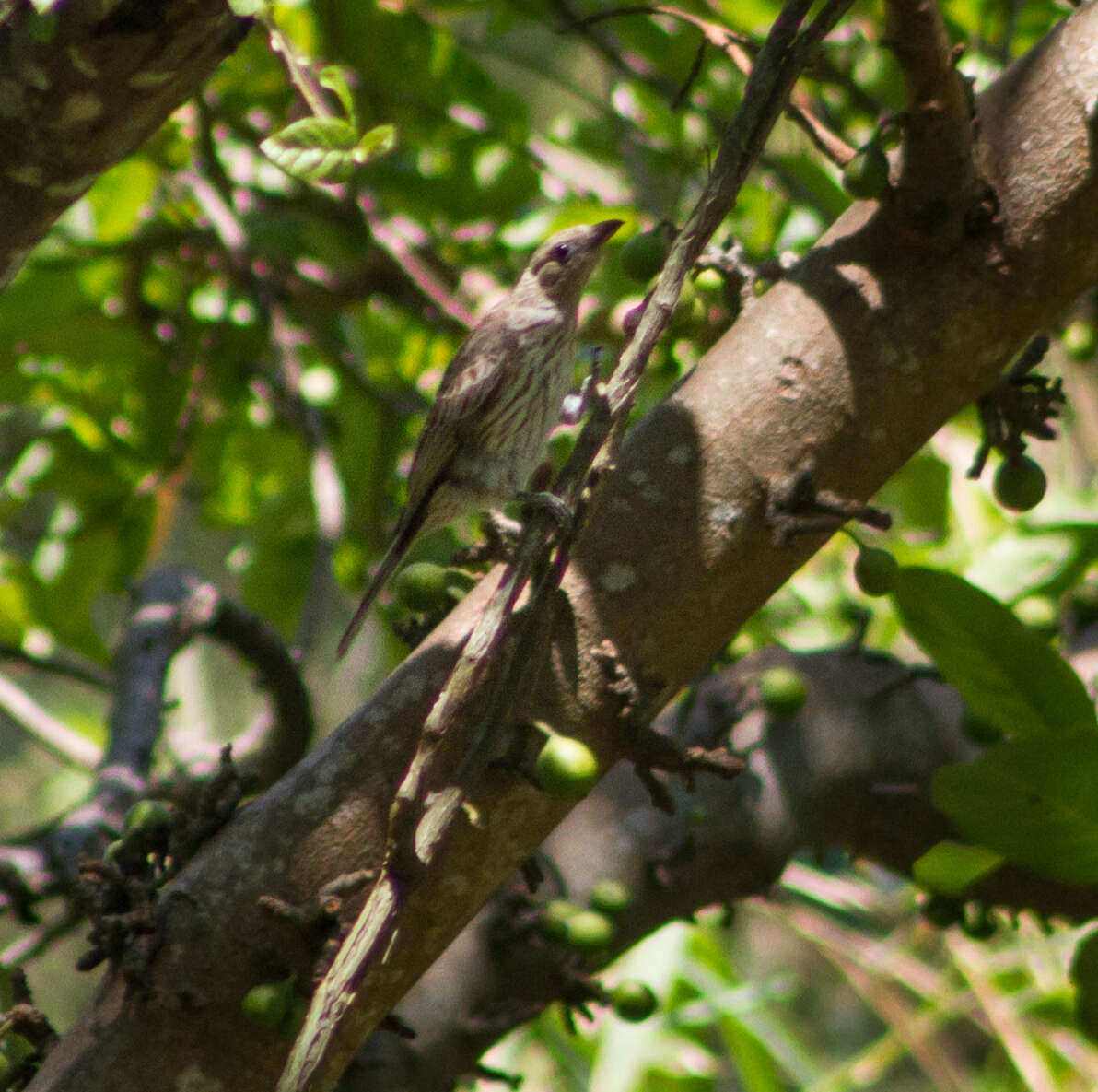 Image of Green Figbird