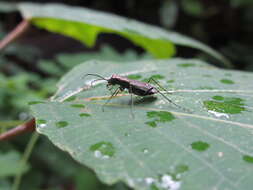 Image of Cylindera (Ifasina) kaleea (Bates 1866)