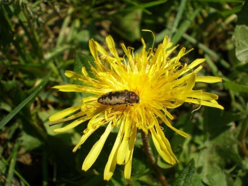 Sivun Acmaeodera pilosellae (Bonelli 1812) kuva