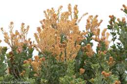 Image of cut-leaf banksia