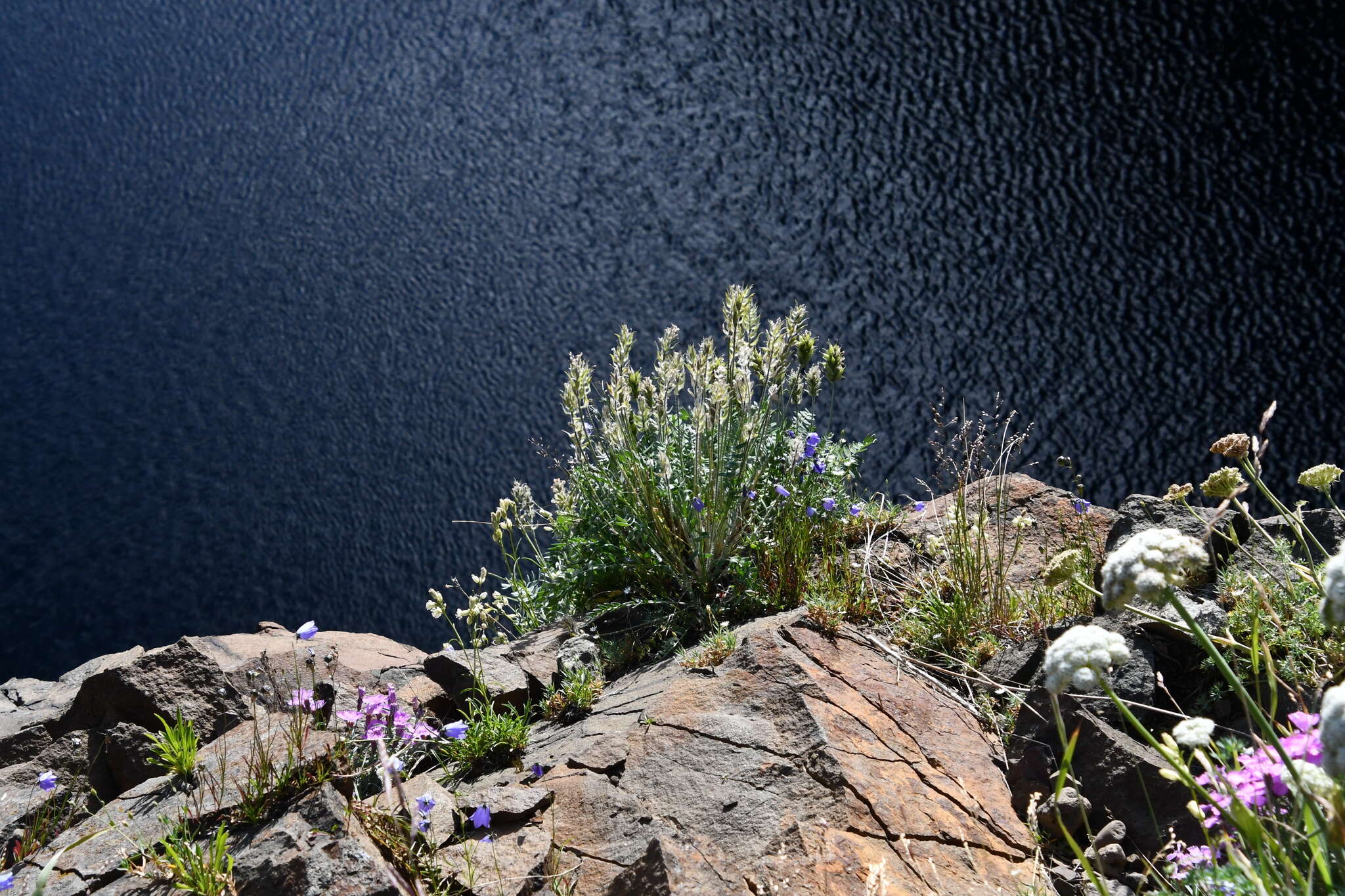 Image de Oxytropis adamsiana (Trautv.) Jurtzev