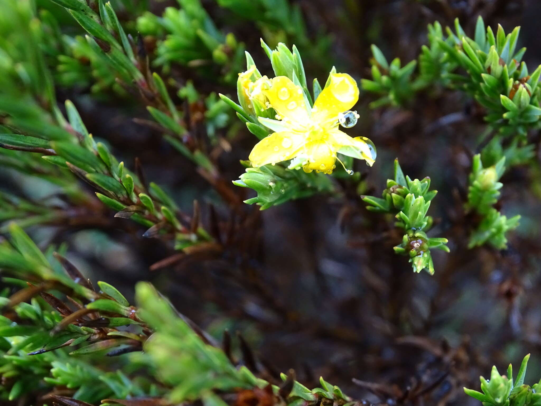 Image of Hypericum lancioides Cuatrec.