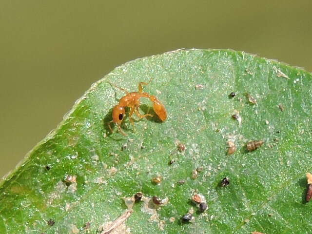 Image of Pseudomyrmex pallidus (Smith 1855)