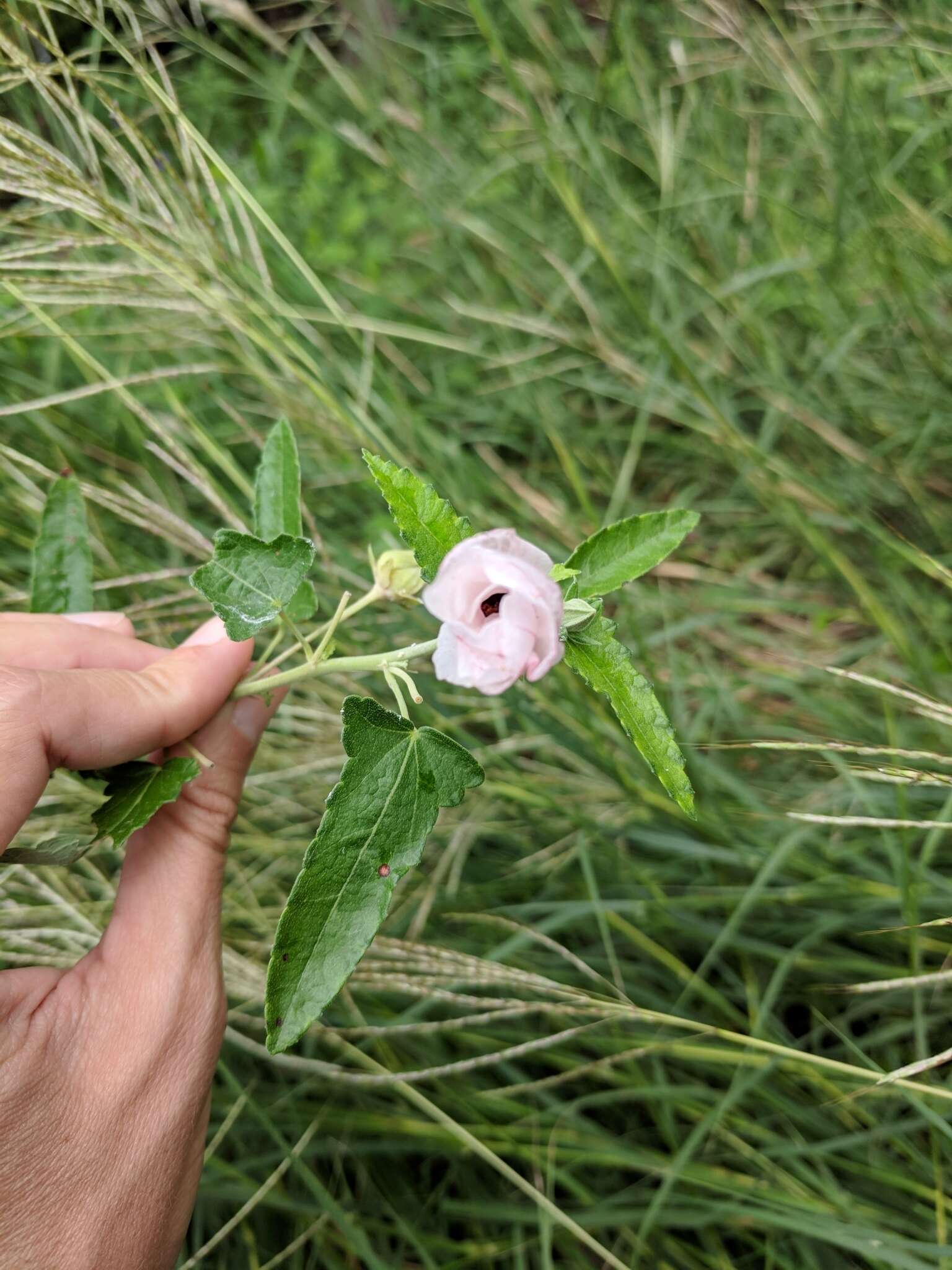 Imagem de Pavonia hastata Cav.