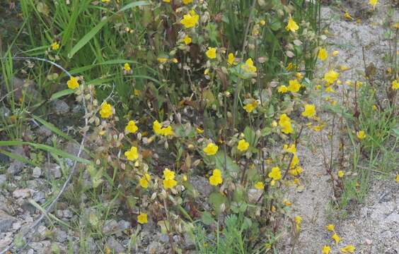 Image of widecalyx monkeyflower