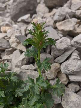 Image of Lamium glaberrimum (K. Koch) Taliev