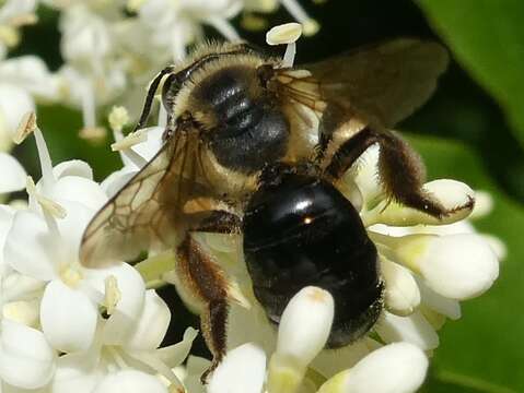 صورة Andrena nivalis Smith 1853