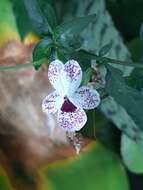 Pseuderanthemum bicolor (Sims) Radlk. resmi