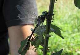 Image of Shining macromia dragonfly