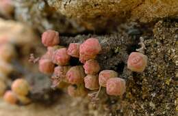 Image of Crassula columella Marloth & Schönl.