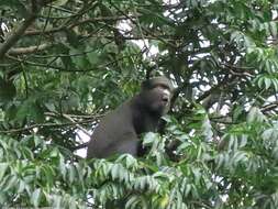 Image of Greater Spot-nosed Guenon