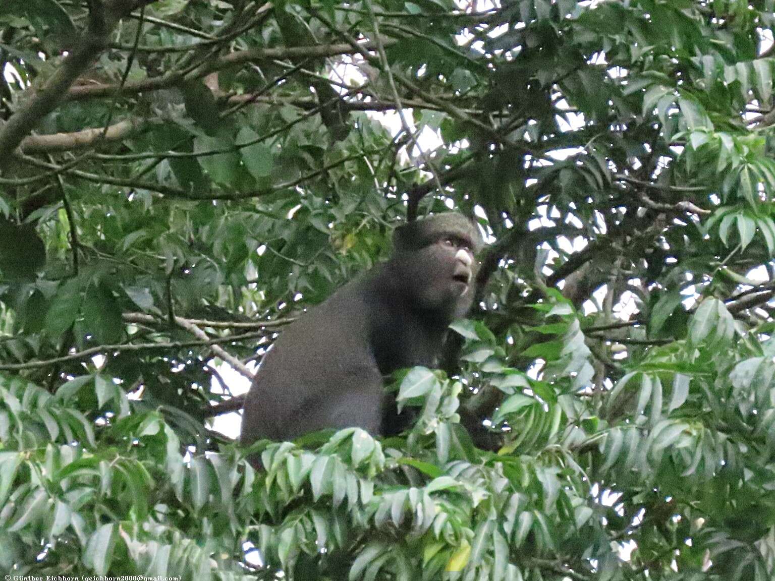 Image of Greater Spot-nosed Guenon