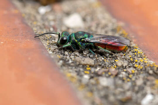 Image of <i>Chrysis impressa</i> Schenck 1856