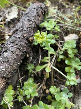 Image of broadleaf stonecrop