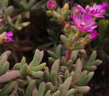 Imagem de Ruschia cupulata (L. Bol.) Schwant.