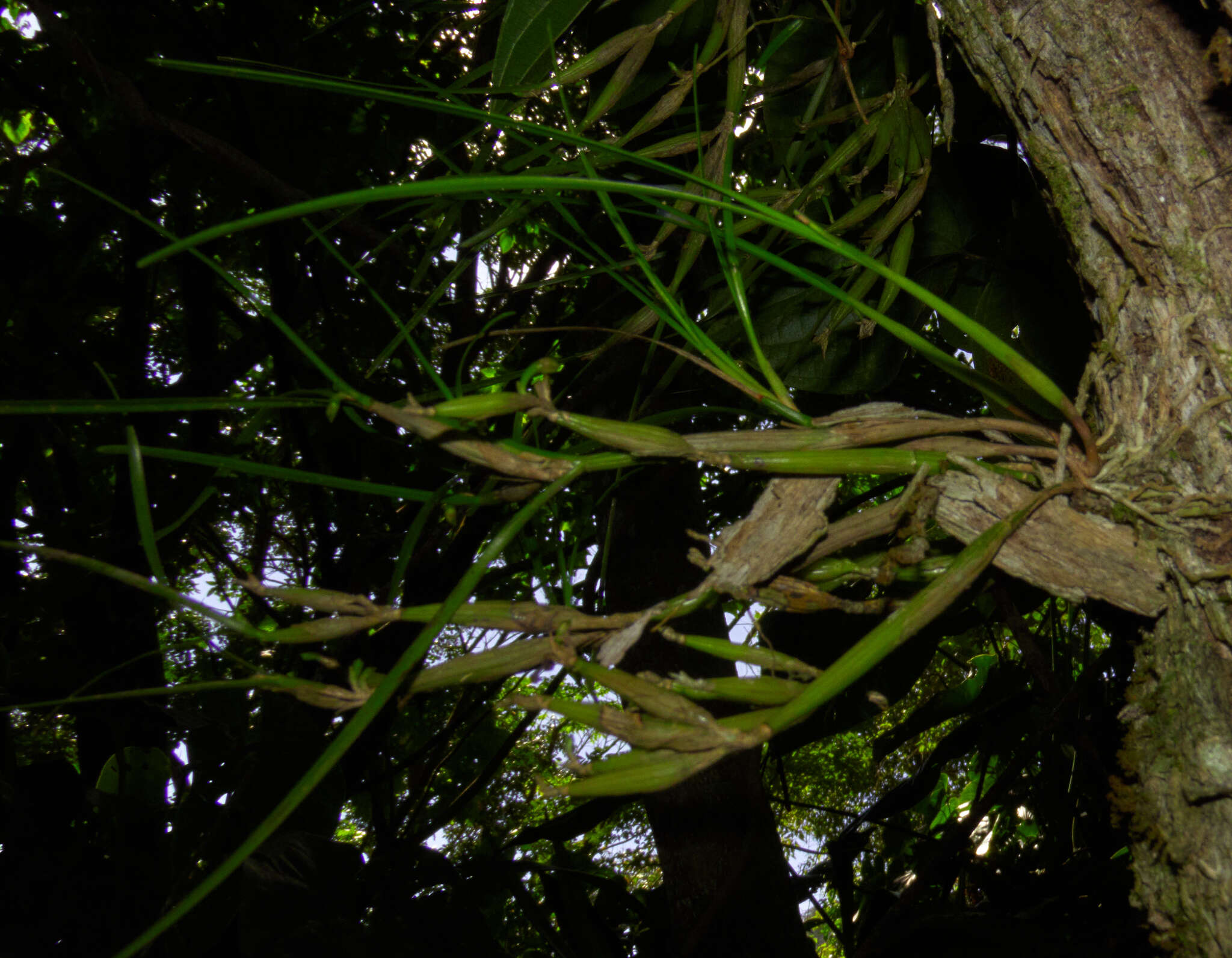 Image of Scaphyglottis fasciculata Hook.