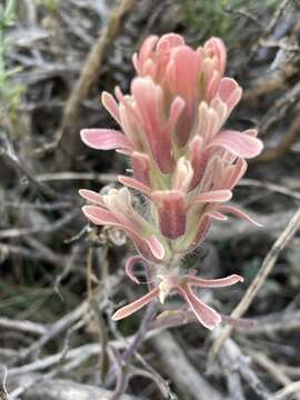 Image of Salmon Creek Indian paintbrush