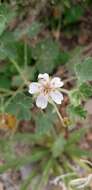 Image of Mogollon geranium