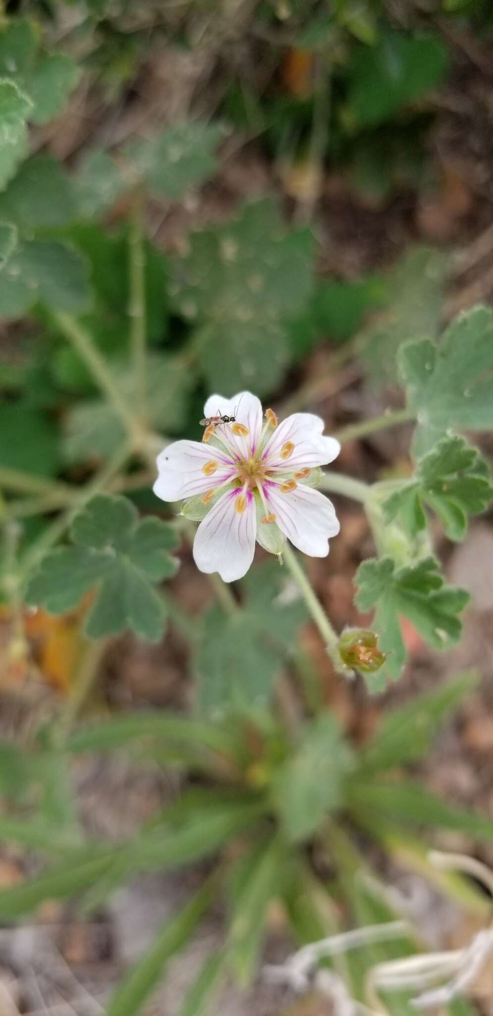 Sivun Geranium lentum Wooton & Standl. kuva