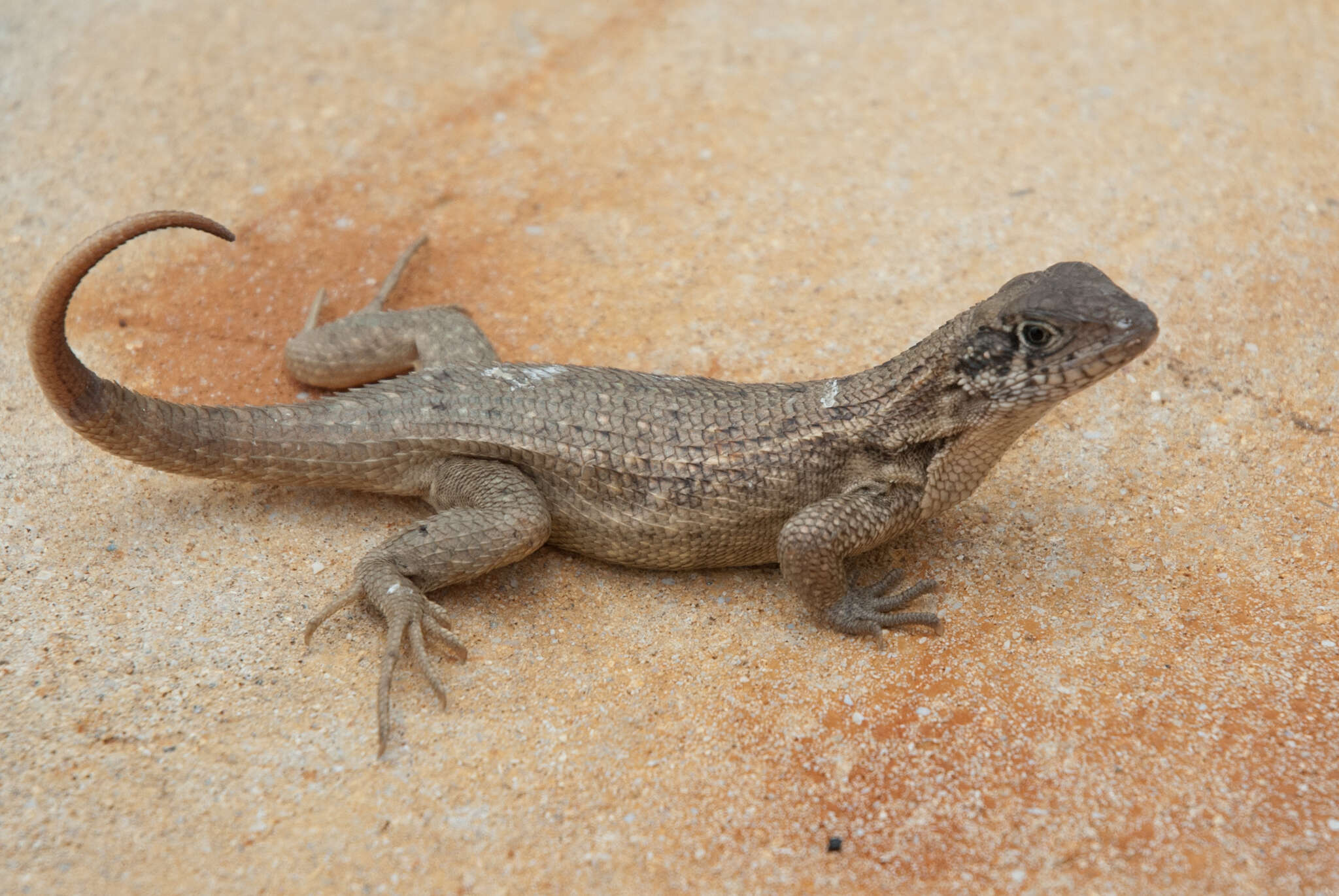 صورة Leiocephalus carinatus armouri Barbour & Shreve 1935