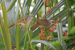 Image of Straw-crowned Bulbul