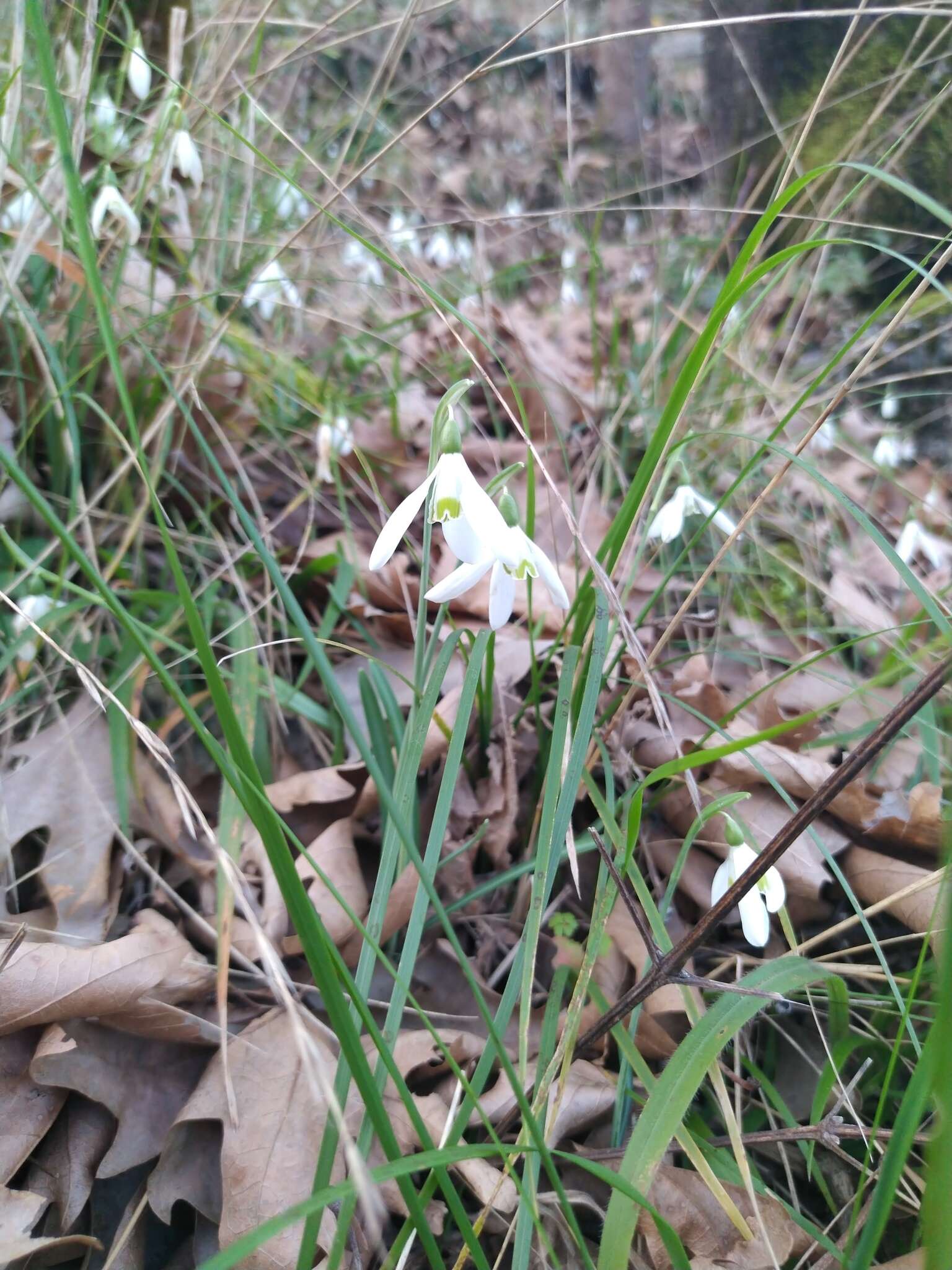 Image of Galanthus reginae-olgae Orph.