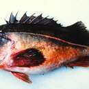 Image of Mexican rockfish