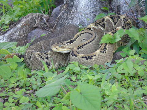 Crotalus culminatus Klauber 1952 resmi