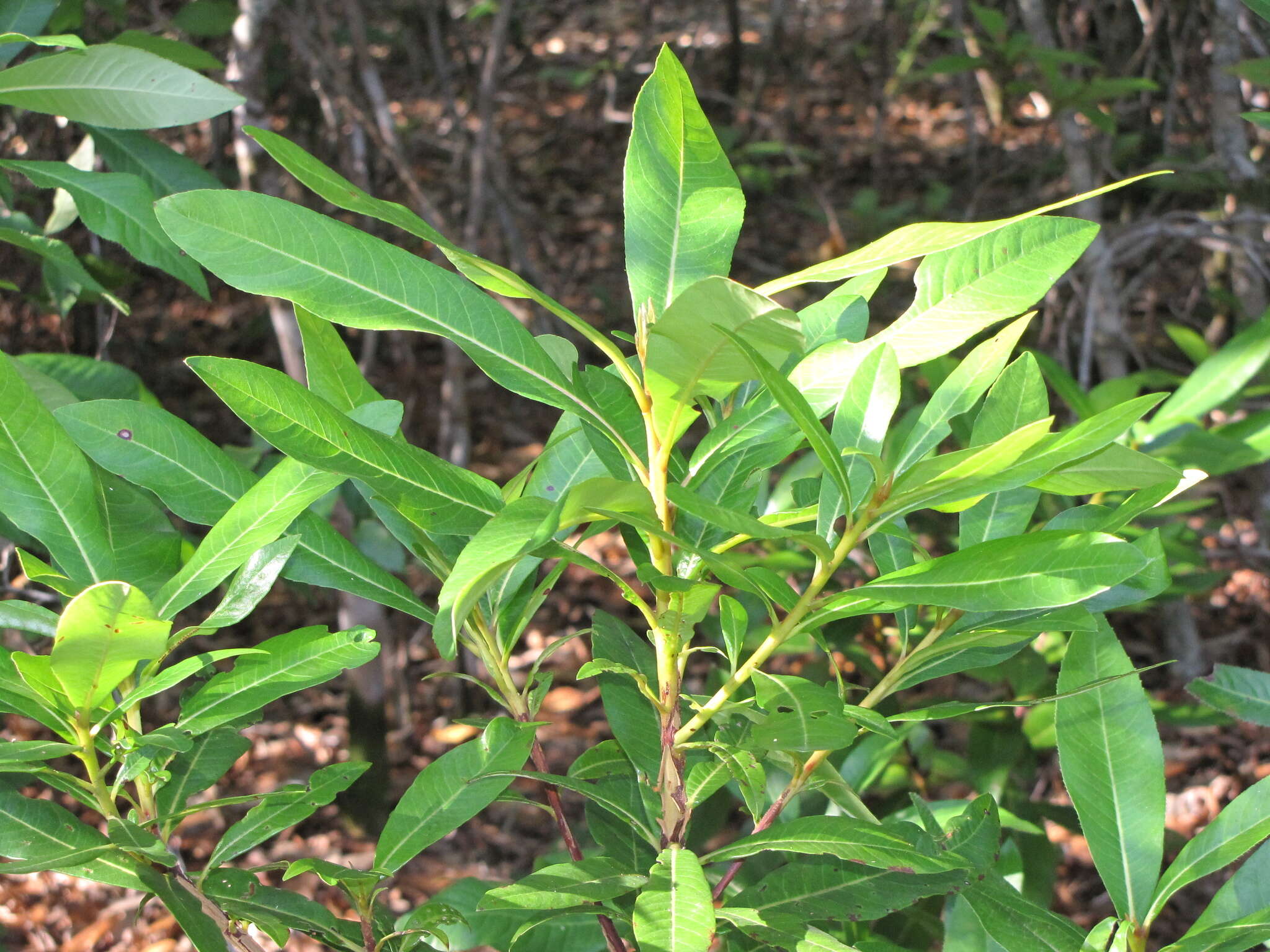 Image de Purdiaea belizensis (A. C. Sm. & Standl.) J. L. Thomas