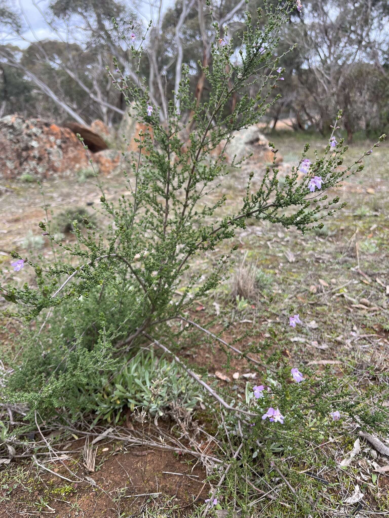 Prostanthera eurybioides F. Muell. resmi