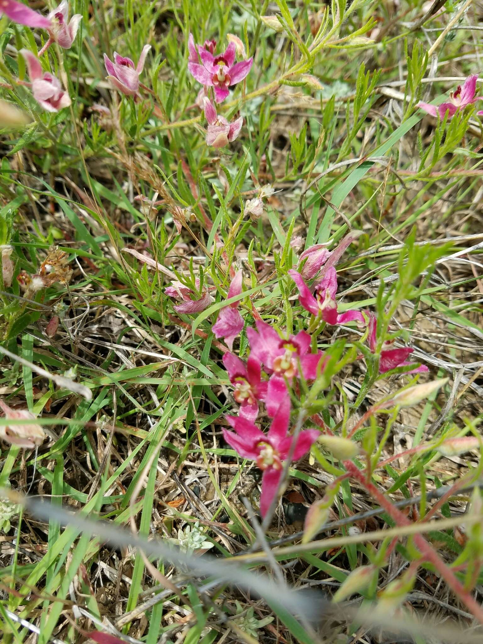 Krameria lanceolata Torr.的圖片