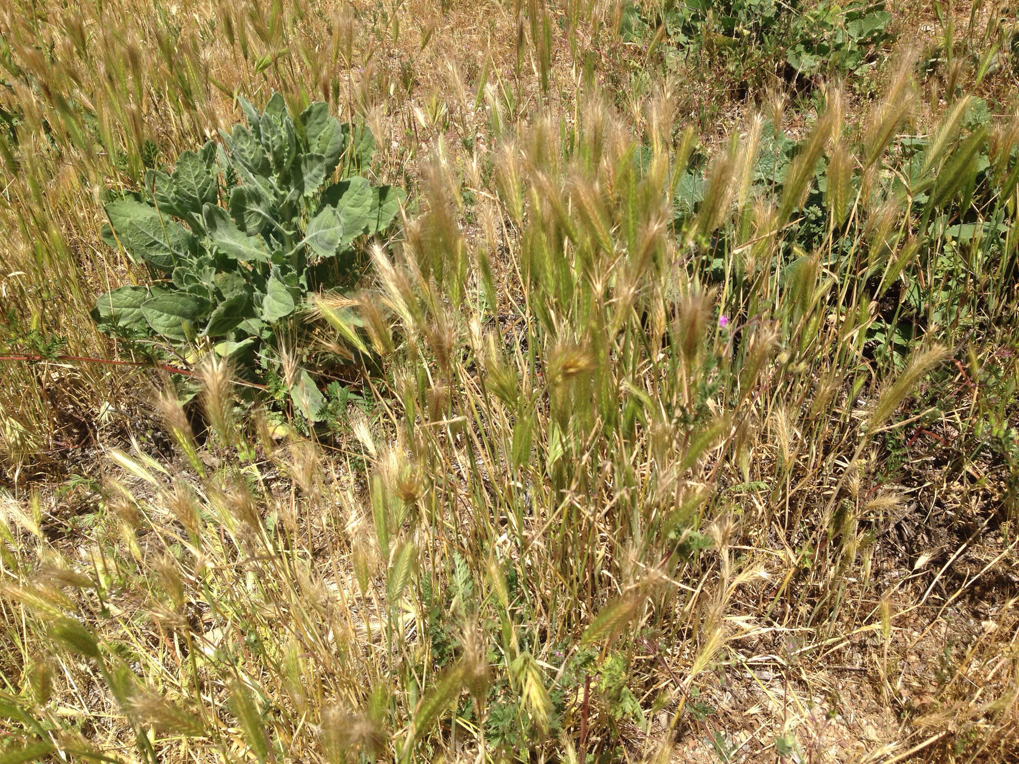 Image of mouse barley