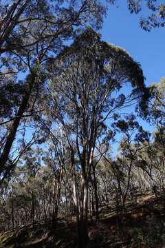 Plancia ëd Eucalyptus globulus subsp. bicostata (Maiden. Blakely & Simmonds) Kirkpatrick