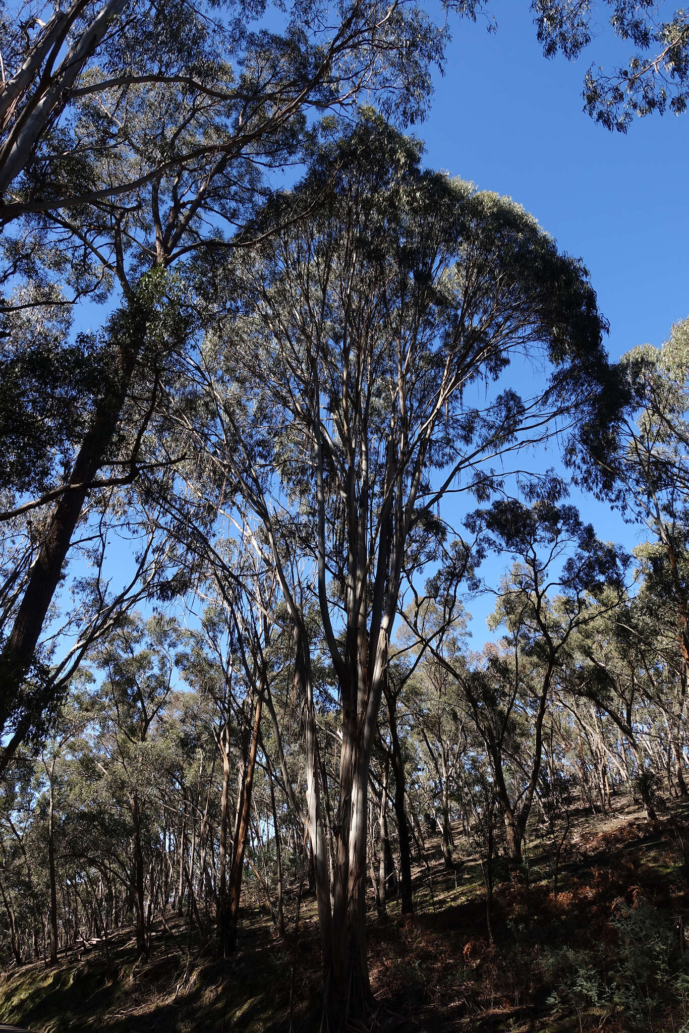 Plancia ëd Eucalyptus globulus subsp. bicostata (Maiden. Blakely & Simmonds) Kirkpatrick