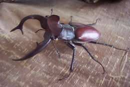 Imagem de Lucanus elaphus Fabricius 1775