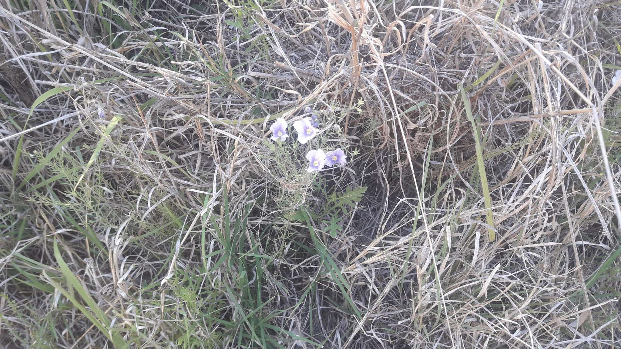 Image of Blue cup flower