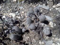 صورة Mammillaria pottsii Scheer ex Salm-Dyck