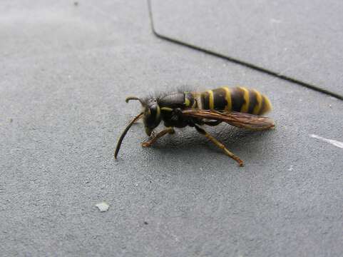 Image of Common wasp