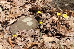 Image of coltsfoot