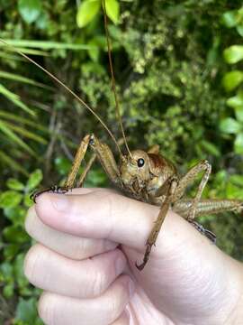 Image of Little Barrier giant weta