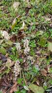 Image de Pachysandra procumbens Michx.