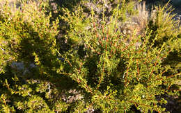 Image of desert bitterbrush