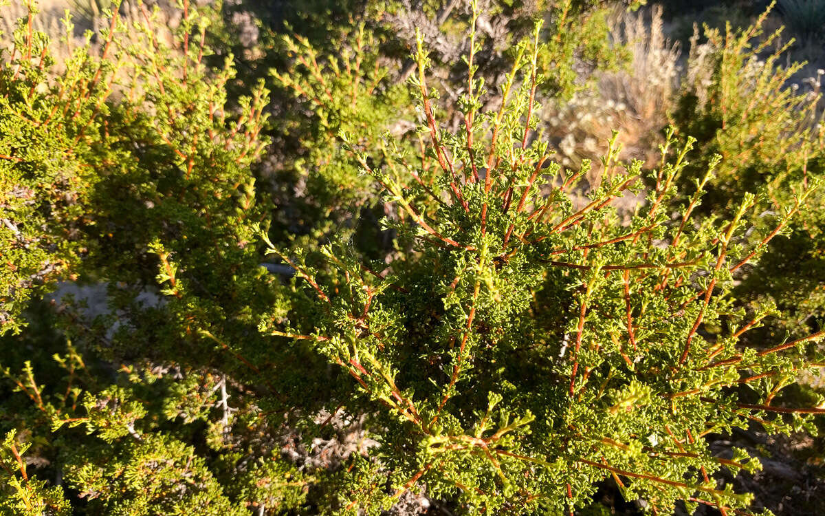 Image of desert bitterbrush